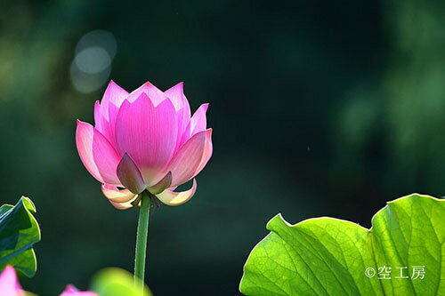 風景写真 フォトカード 空 雲 星 月 飛行機 花 風景空の写真家 フォトグラファー 写真「蓮の花」【空工房】【SIESTA】