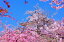 風景写真 フォトカード 空 雲 星 月 飛行機 花 風景空の写真家 フォトグラファー 写真「春薫る桜城」「丸亀城」【空工房】【SIESTA】 165円