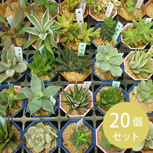 多肉植物 2寸 (2号 6mポット) 20個セット [苗] ケース [エケベリア][カランコエ]