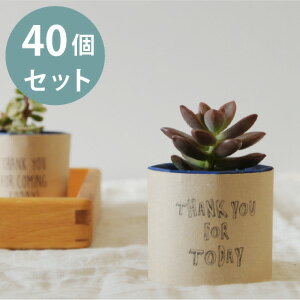 プチギフト 多肉植物 セット 40個 {