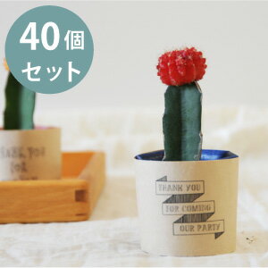 【プチギフト】お洒落なフォントのカードが新発売!!ミニサボテン40個セット ラッピングキット (結婚式、二次会、パーティーなどに)