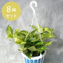 観葉植物 ポトス ＜吊り鉢タイプ＞ 5寸(5号 15cmポット) 8鉢セット　[苗] ノベルティ ギフト 記念品 景品 粗品