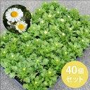 花苗 ノースポール 40個 セット (3寸 3号 9cmポッ...