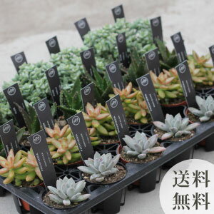 多肉植物 【スタンダードコレクション】多肉 初心者向け 2.5寸 (2号 7.5cmポット) 24個セット アソート ノベルティ ケース 寄せ植え エケベリア カランコエ ハルオシア 入門 寄植え 品種 おまかせ 市場直送 送料無料 ケース販売 まとめ買い 寄植 大量 お買い得 [H]のサムネイル