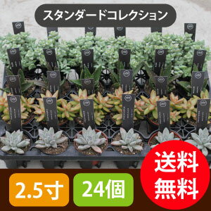 多肉植物 【スタンダードコレクション】　多肉 【初心者向け】2.5寸 (2号 7.5cmポット) 苗 24個セット［アソート］