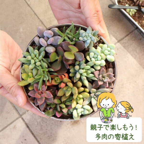 ［セット購入者限定の追加単品購入用］農場直送！多肉植物 1寸 (1号 3cmポット)1個...
