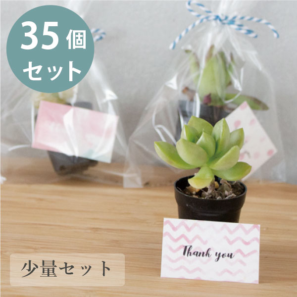 ミニサイズの多肉植物のプチギフト 35個セット［3cmポット］植物 ラッピング ギフト おしゃれ プレゼント ノベルティ 結婚式 二次会 ウェディング 披露宴 オシャレ お洒落 ナチュラル 送料無料 シンプル 産休 挨拶 お配り 退職 敬老会 祝賀会 開店祝い 200円 300円