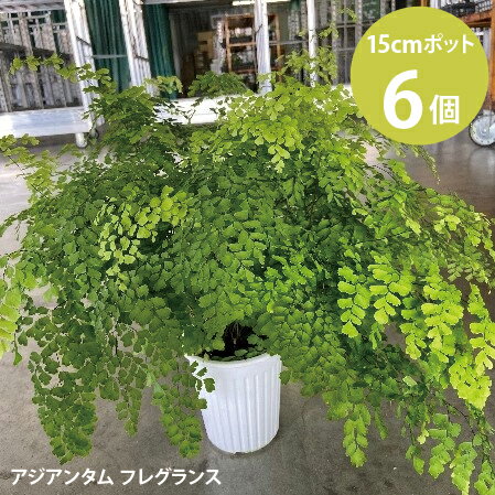 アジアンタム フラグランス 5号 6個セット ホウライシダ 観葉植物 シダ　繊細 全国どこでも送料無料 