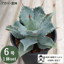 AKx _ 6 18cm|bg agave |^g Z`[vg