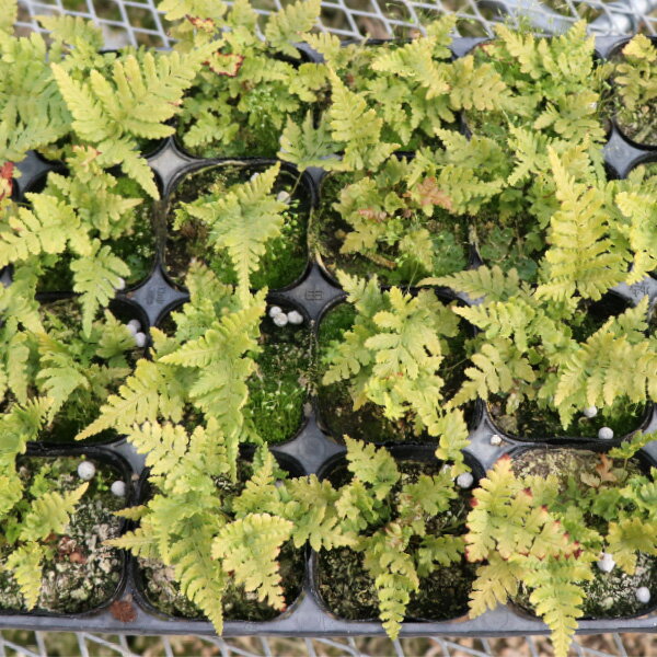 ベニシダ 紅シダ 紅羊歯 苗 10～40個 セット (3号 9cmポット) 日陰 シェードガーデン ローメンテナンス..