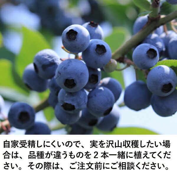 ［生産者直送］ブルーベリー ティフブルー（ラビットアイ系）　樹高約1.1-1.3m植木...