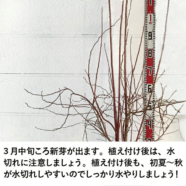 ［生産者直送］ブルーベリー ティフブルー（ラビットアイ系）　樹高約1.1-1.3m植木...