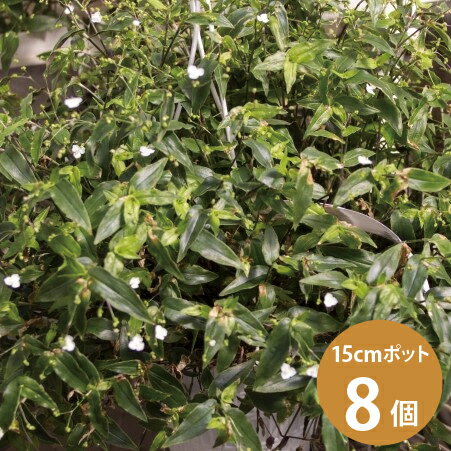 ブライダルベール 観葉植物 苗 8個セット (5号 15cmポット) 吊り鉢ロマンチック かわいい ハンギング [H]