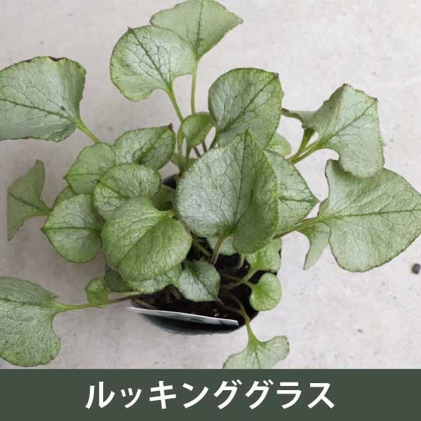ブルンネラ マクロフィラ 品種ミックス 3.5号 15個 セット シェードガーデン 宿根...
