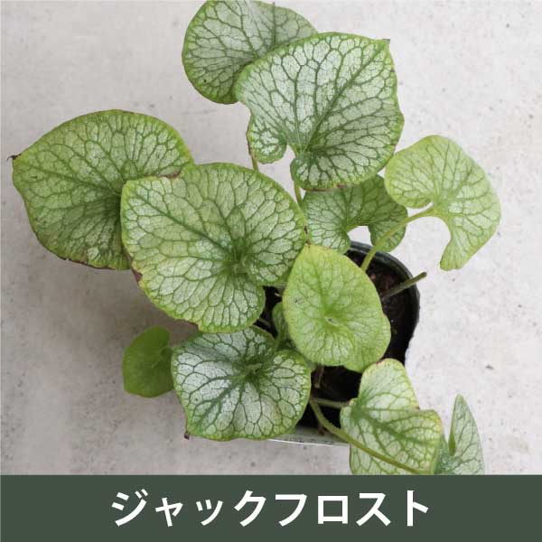 �֥��ͥ� �ޥ����ե��� �ʼ�ߥå��� 3.5�� 15�� ���å� �������ɥ����ǥ� �ɺ��� �Ѵ���¿ǯ�� ����С��꡼�� �֥�ͥ� ���� Ⱦ���� ���顼�꡼�� �� ������� �Ѵ������� �����˶��� ����Ū ������� ����