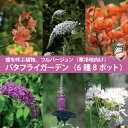 蝶を呼ぶ 北国のバタフライガーデン 寒冷地向け 苗 セット 6種8ポット 北海道 東北 寒冷地 ブッドレア ヒヨドリバナ バタフライブッシュ アサギマダラ アゲハ 多年草 宿根草 