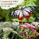 旅する蝶、アサギマダラ。 10月頃にフジバカマの開花と共に現れ、南西諸島や台湾まで旅する蝶です。 長い旅の前にウチの庭で力をつけてね！そんな願いをこめて。 鳥取県の生産農家から直送になります。 ＜セット内容＞： ◆フジバカマ 薄ピンクと白(開花期:秋)、キク科ヒヨドリバナ属多年草、9cmポット×各10(計20個) ～関東以西。&#129419;アサギマダラなど ※アサギマダラが好む花として名高い。どちらの色でも蝶は来る。毎年増える。※冬季、地上部は枯れるので植えた場所を覚えておいてくださいね。 フジバカマは花もちが良く、一株が毎年増えやがて群生するようになります。 徐々に熟成する庭と共に、訪れる蝶も増えていくでしょう。その過程もお楽しみいただければ幸いです。&nbsp; &nbsp; &nbsp; &nbsp; &nbsp; &nbsp; &nbsp; &nbsp; &nbsp; フジバカマセット &nbsp; &nbsp; 各2個合計4ポット 各3個合計6ポット 各5個合計10ポット &nbsp; &nbsp; &nbsp; &nbsp; &nbsp; &nbsp; バタフライガーデン・品種mixセット フジバカマバタフライガーデン 1品種2色（2ポット） コンパクトバタフライガーデン 4品種6ポット フル（春～初冬）バタフライガーデン 9品種9ポット 寒冷地向けバタフライガーデン 6品種8ポット