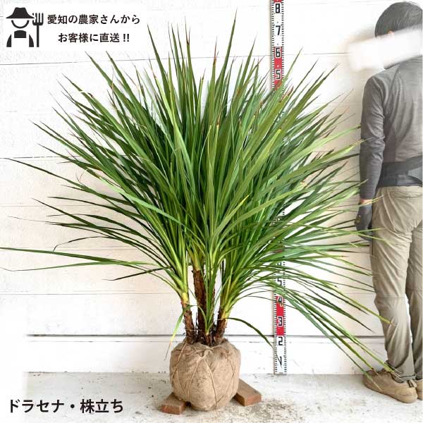 楽天市場】ニオイシュロラン(花・ガーデン・DIY)の通販 楽天市場】ニオイシュロラン(花・ガーデン・DIY)の通販