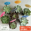多肉植物 エケベリア の品種のみ!7種類 35個 2寸 (2号 6cmポット) 多肉 セット 苗 ノベルティ ギフト 記念品 景品 粗品 ケース 寄せ植え エケ...