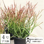 ミルクブッシュ　スティックオンファイヤー 4号 紅葉 観葉植物　室内　新築祝い 大型　インテリア　おしゃれ　引っ越し祝い　鉢植え　 農場直送［G］　珍しい　苗　アオサンゴ　ミドリサンゴ　珊瑚　ユーモア　人気　お洒落　個性的