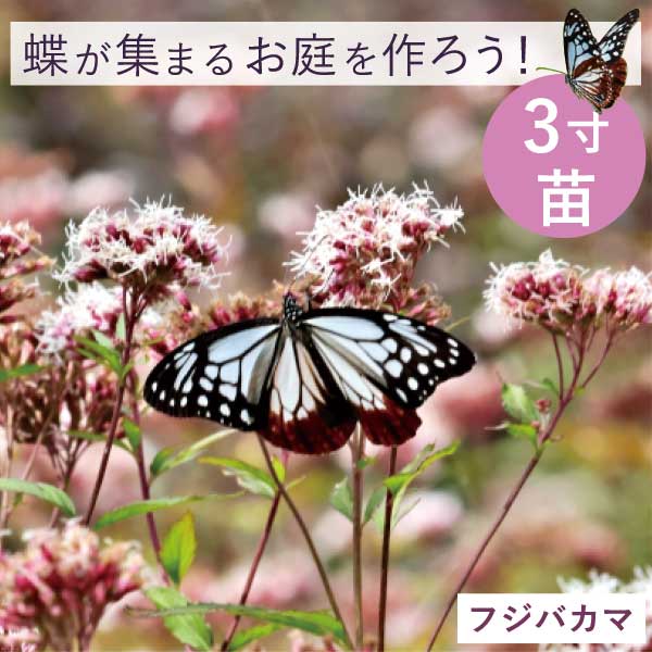 楽天市場】フジバカマの通販 楽天市場】フジバカマの通販