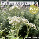 旅する蝶、アサギマダラ。 10月頃にフジバカマの開花と共に現れ、南西諸島や台湾まで旅する蝶です。 長い旅の前にウチの庭で力をつけてね！そんな願いをこめて。 鳥取県の生産農家から直送になります。 ＜セット内容＞： ◆フジバカマ 白(開花期:秋)、キク科ヒヨドリバナ属多年草、9cmポット×20 ～関東以西。&#129419;アサギマダラなど ※アサギマダラが好む花として名高い。どちらの色でも蝶は来る。毎年増える。※冬季、地上部は枯れるので植えた場所を覚えておいてくださいね。 フジバカマは花もちが良く、一株が毎年増えやがて群生するようになります。 徐々に熟成する庭と共に、訪れる蝶も増えていくでしょう。その過程もお楽しみいただければ幸いです。 ※12月現在、地上部はなく根のみになります。&nbsp; &nbsp; &nbsp; &nbsp; &nbsp; &nbsp; &nbsp; &nbsp; &nbsp; &nbsp; &nbsp; &nbsp; &nbsp; &nbsp; バタフライガーデン・品種mixセット フジバカマバタフライガーデン 1品種2色（2ポット） コンパクトバタフライガーデン 4品種6ポット フル（春～初冬）バタフライガーデン 9品種9ポット 寒冷地向けバタフライガーデン 6品種8ポット