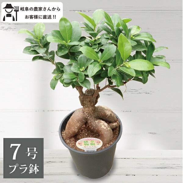 ガジュマル7号観葉植物幸福の木多幸...