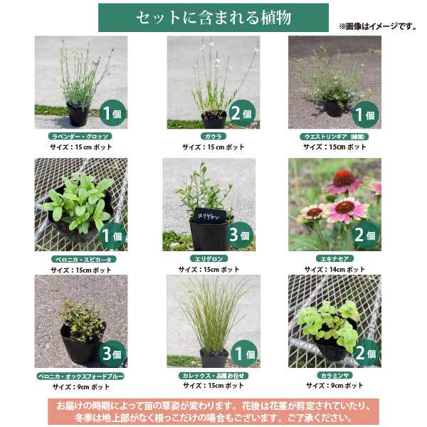 宿根草で作る［シック］イングリッシュガーデン 約1坪用9-15cmポット 苗 9品種 16個セット 生産者直送スタイリッシュ 多年草 初心者 ローメンテナンス ［GM］