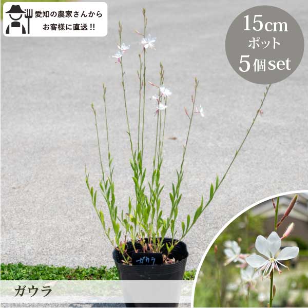  5 15cmݥå  ľ ɺ   󥰥å奬ǥ ¿ǯ  [gm]