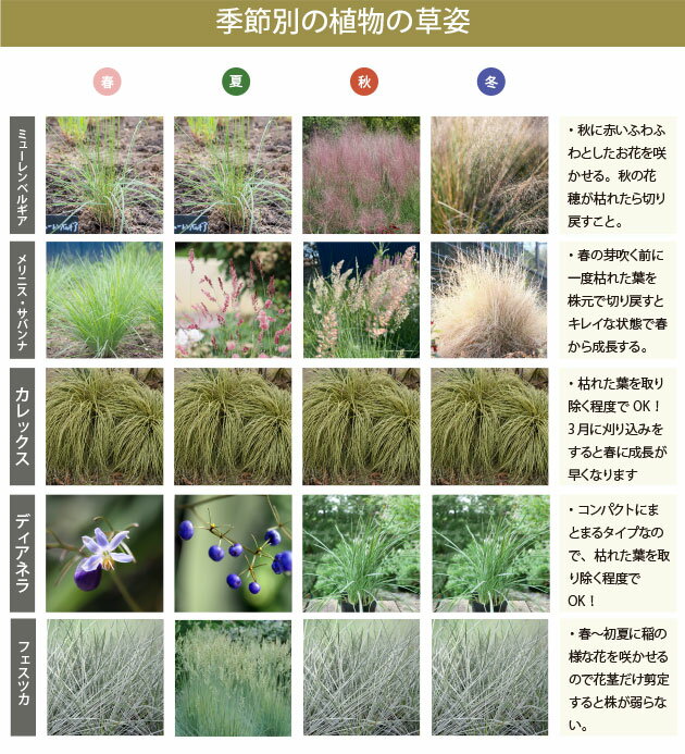 �����ʥ�󥿥륰�饹 5�ʼ糧�åȤ��줵������������OK�� 15cm�ݥå��� 5�ʼ� 5�ĥ��å� ���ġ��椬�Ф��ʼ� ���� �� �ɺ��� ¿ǯ�� ������ľ�� [GM]