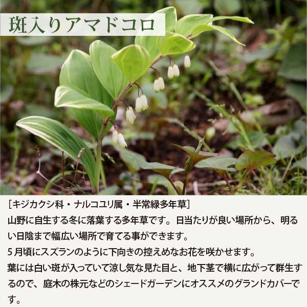 斑入りアマドコロ 苗 フイリアマドコロ 10～40個 セット (3.5号 10.5cmポット) グ...