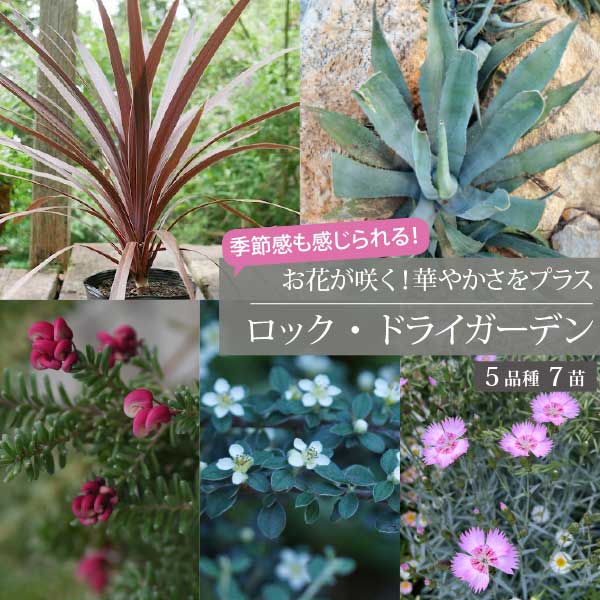 ロックガーデンセット ［G］ 5種7個セットお花も楽しめるロックガーデン15-18cmポット 初心者 ローメン..