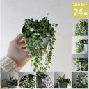 グリーンネックレス Mix ミックス 多肉植物 観葉植物 苗 24個セット (2.5号 7.5cmポット)緑の鈴 つる性 ハンギング H