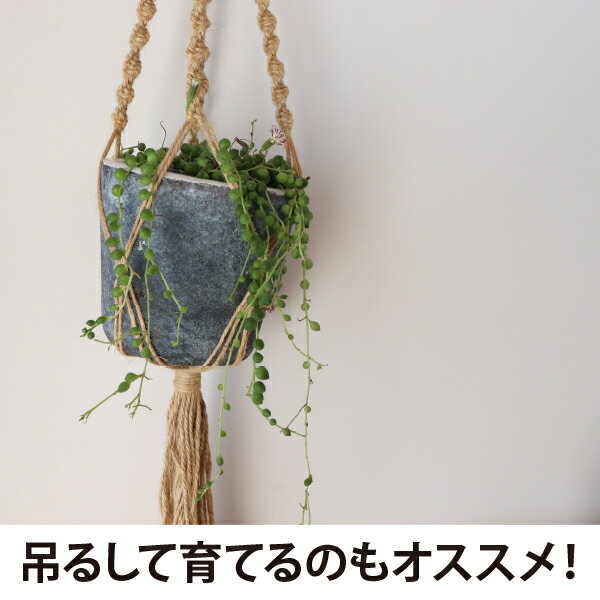 ���꡼��ͥå��쥹 Mix �ߥå��� ¿����ʪ ���տ�ʪ �� 24�ĥ��å� (2.5�� 7.5cm�ݥå�)�Ф��� �Ĥ��� �ϥ󥮥� [H]