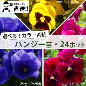 ［2024年は2月末まで！］【お好きな2種類のカラー系統が選べる！】 24個セット　パンジー花苗 (3号 9cmポット) 各12ポットずつ！赤・黄・青系　 花付き 花持ちが違う！生産者直送！冬 花壇 丈夫 まとめ買い 農家直送 [HM]