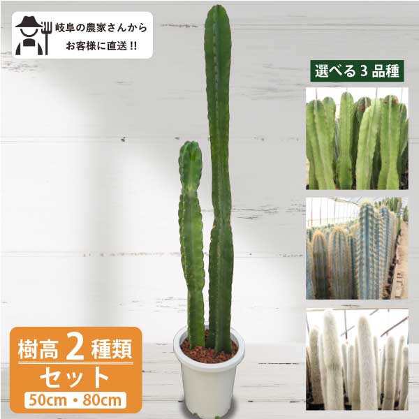 柱サボテン　樹高2種類セット（50cm・80cm）　5号鉢新築祝い 大型　インテリア　おしゃれ　引っ越し祝い　鉢植え農場直送［G］人気　ロックガーデン　ドライガーデン　クレイストカクタス