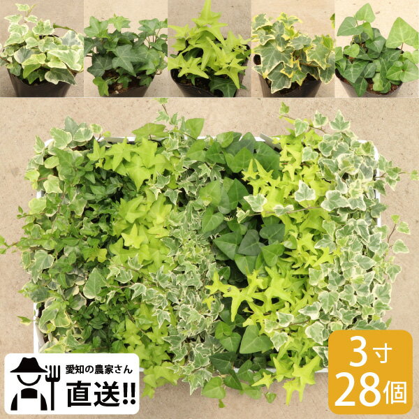 ヘデラ専門農家さんより直接お届け！5品種アソートセット（3寸28個）地植え インテリアグリーン 観葉植..