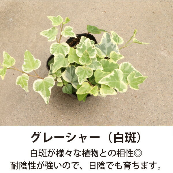 �إǥ��������Ȥ�����ľ�ܤ��Ϥ����礭���ߤ�ȭ��5��6�ĥ��åȡ�3�ʼ異�����ȥ��å��Ͽ��� ����ƥꥢ���꡼�� ���տ�ʪ �Υ٥�ƥ� ���� �󤻿��� �����ӡ� �����ɥ��С�