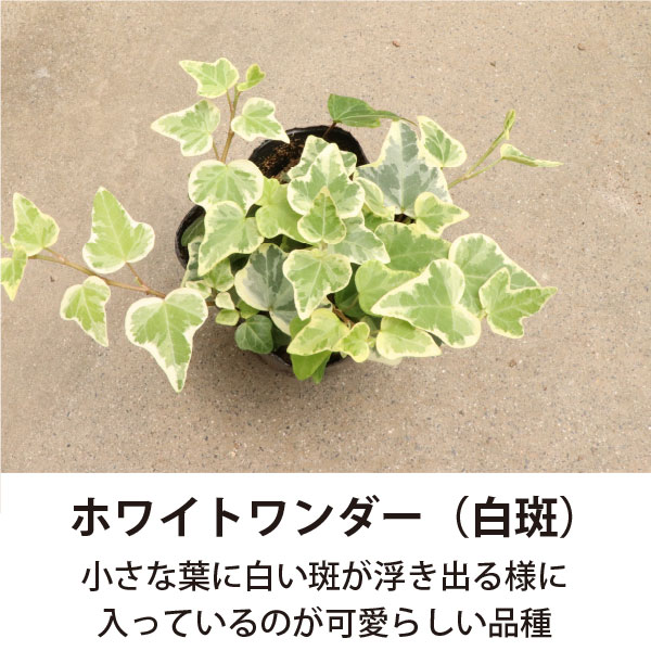 ヘデラ専門農家さんより直接お届け！5品種アソートセット（3寸28個）地植え インテ...