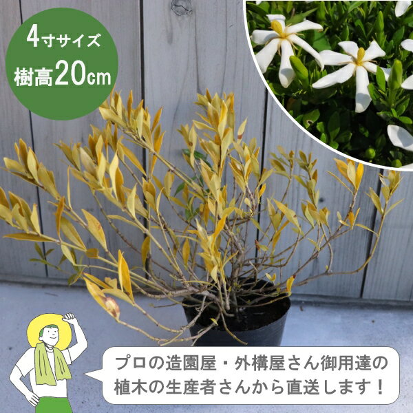 ［生産者直送］ヒメクチナシ 樹高約40cm 12cmポット 4寸植木　常緑低木 植栽 コクチナシ　ガーデニア［..