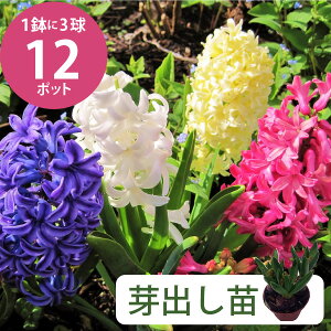 1/9より発送開始予定***ヒヤシンス 芽出し苗 3球植え 12個セット 4号 12cmポット カラーミックス 球根 花壇 庭 冬植え 初心者 1月中旬以降植え付け 予約 水耕栽培 カラフル 市場直送 大量　お色お任せ 学校 幼稚園 商業施設 店舗 マンション 芽出し球根 [H]