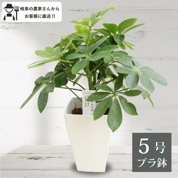 楽天ソラニワシェフレラ・ホンコンカポック　パンヤ　5号鉢　プラ鉢　観葉植物　室内　新築祝い オフィス　人気　定番　初心者　 　お得［G］　敬老の日　生産者直送　ギフト　お祝い