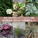 細長いお庭・花壇に！和モダンの半日陰のお庭セット 無農薬栽培 9-10.5cmポット苗 6品種 11個セット ［ID]