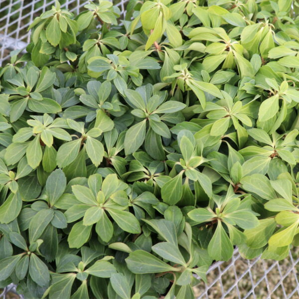 �եå����� �ٵ��� �����ɥ��С� �� 10��40�� ���å� (3�� 9cm�ݥå�) �������ɥ����ǥ� �������ƥʥ� ���� �ﵯ������ ¿ǯ�� ���� �ޤȤ��㤤 �� ���� ���ץ����� �������ƥꥢ �����ǥ� ����� ��IO��