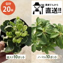 ［ノーマル・斑入り10個ずつ］フッキソウ 富貴草 グランドカバー 無農薬栽培苗 20個 セット (3号 9cmポット) 常緑 シェードガーデン ケース販売 多年草 生産者直送 下草 大量 お得ケース販売 まとめ買い 外構 庭 玄関 アプローチ エクステリア ガーデン