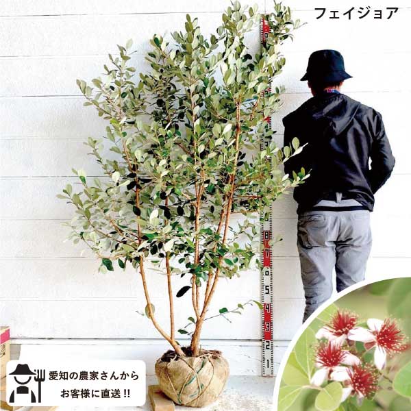 ［生産者直送］フェイジョア　品種不明 根巻き苗　樹高約1.6m　送料無料　庭木　苗木　シンボルツリー..