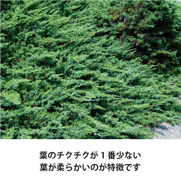 ソラニワの［生産者直送］ブルーパシフィック 15cmポット 常緑針葉樹グランドカバー 植栽　這い性コニファーハイビャクシン［IO］｜アングル3