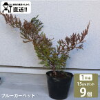 ［生産者直送］ブルーカーペット　15cmポット 9株（1平米分）常緑針葉樹グランドカバー 植栽　ヒノキ科 ビャクシン属 ニイタカビャクシン 這性コニファー　［IO］