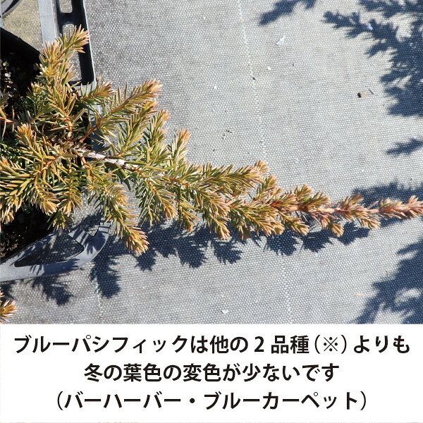 ソラニワの［生産者直送］ブルーパシフィック 15cmポット 常緑針葉樹グランドカバー 植栽　這い性コニファーハイビャクシン［IO］｜アングル2