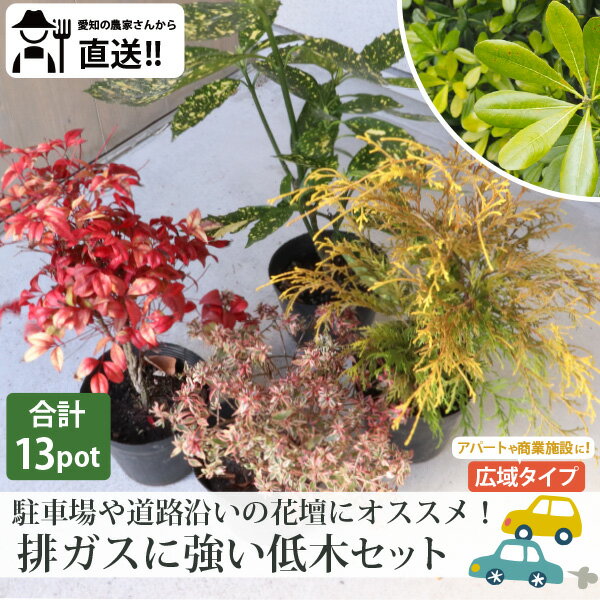 ［生産者直送］【広域タイプ】駐車場や道路沿いの花壇に！排ガスに強い品種　低木5品種（合計13ポット）セットフィリフェラオーレア・オタフクナンテン・トベラ・アオキ・アベリアコンフェッティ　常緑 植え込み　下草［IO］